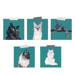 Lot cartes postales chats