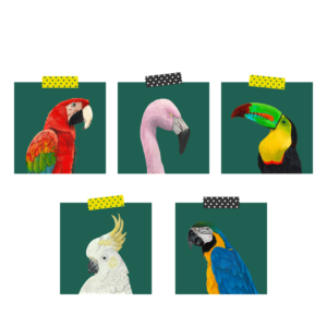 Lot cartes postales oiseaux tropicaux